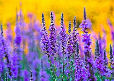 经营模拟游戏《Clanfolk》上线Steam 7月15日正式发售